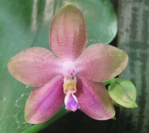 Phalaenopsis Mituo Prince