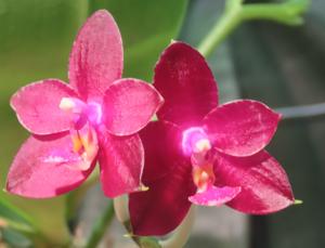 Phalaenopsis Paiho Cervi