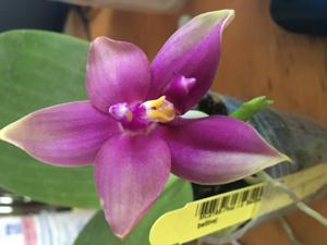 Phalaenopsis LD Bellina Eagle