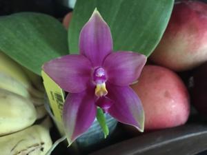 Phalaenopsis LD Bellina Eagle