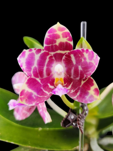 Phalaenopsis KS Super Zebra