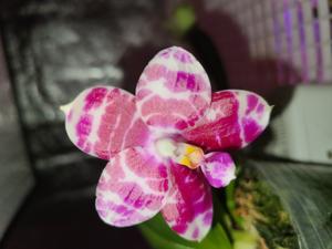 Phalaenopsis KS Super Zebra