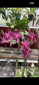 Phalaenopsis Chienlung Red Eagle