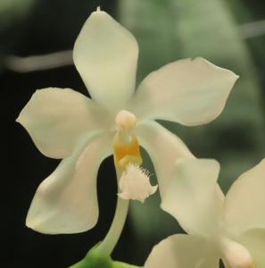 Phalaenopsis Alberla