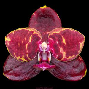 Phalaenopsis Zheng Min Smaragdine