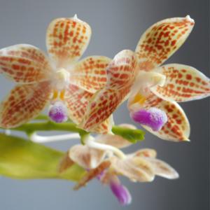 Phalaenopsis Mugato