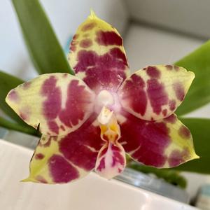 Phalaenopsis Zheng Min Yak