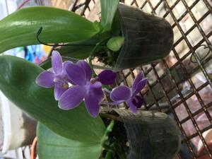 Phalaenopsis Jiaho Blueberry