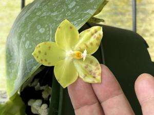 Phalaenopsis Tejas Gremlin