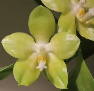 Phalaenopsis Pingtung Gelblitzii