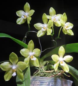 Phalaenopsis Pingtung Gelblitzii