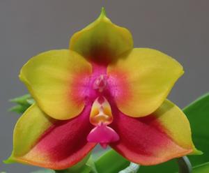 Phalaenopsis Summer Pretty