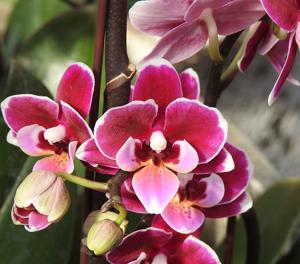 Phalaenopsis Younghome Chocolate