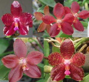 Phalaenopsis Mituo Gigan Fantasy