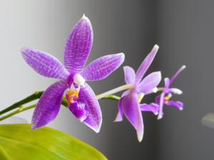 Phalaenopsis Kobayashi Maru