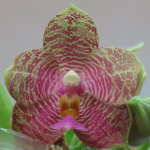 Phalaenopsis Freya's Dragonscale