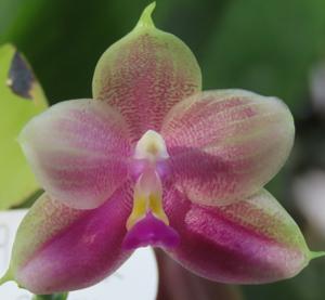 Phalaenopsis Yin's Javallina