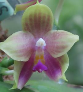 Phalaenopsis Yin's Javallina