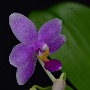 Phalaenopsis Heidrun Fischer