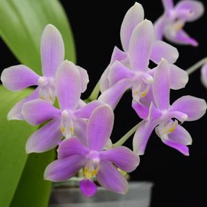 Phalaenopsis Heidrun Fischer