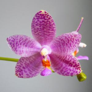 Phalaenopsis Alba Mens Coloured Star