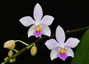 Phalaenopsis Nissepige