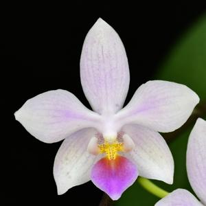 Phalaenopsis Nissepige