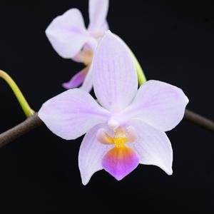 Phalaenopsis Nissepige