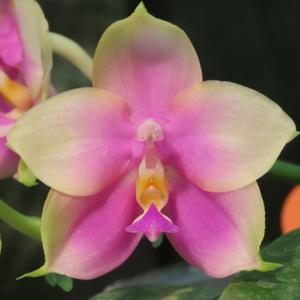 Phalaenopsis Hoya Lavender