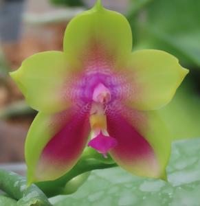 Phalaenopsis Hoya Green Eagle