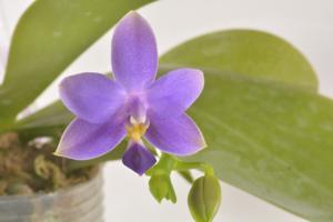 Phalaenopsis Hsinying Blueberry