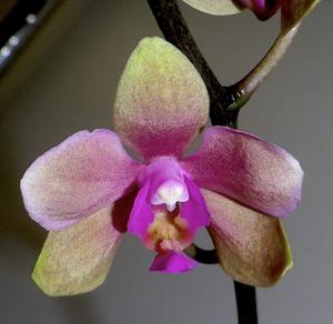 <i>Phalaenopsis</i> Nicole Feltz