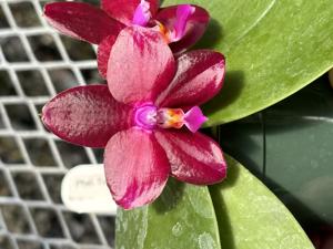 Phalaenopsis Tejas Red Lantern