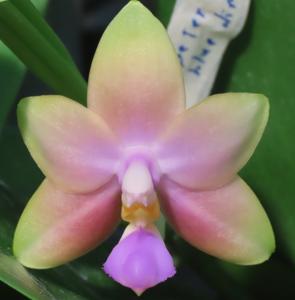 Phalaenopsis BT Samera Jade