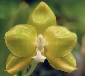 Phalaenopsis Yaphon Java Canary