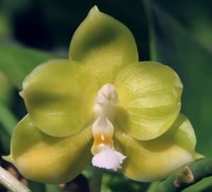 Phalaenopsis Yaphon Java Canary