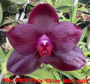 Phalaenopsis SWR Viola