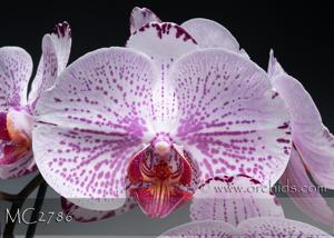 Phalaenopsis Paige Shiver