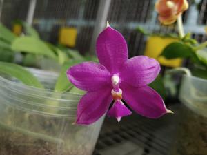 Phalaenopsis Shijing Pink Etching