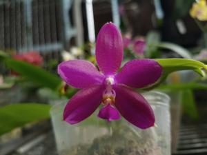 Phalaenopsis Shijing Pink Etching