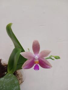 Phalaenopsis HBO Shirin Jelita