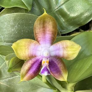 Phalaenopsis MS Magic Princess