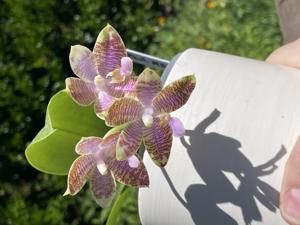 Phalaenopsis MS Blue Jewel