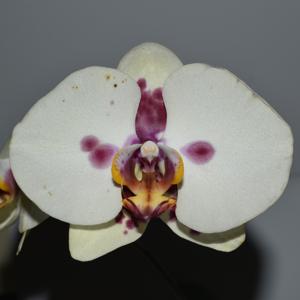 Phalaenopsis OceuhOcha Orchid