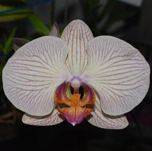 Phalaenopsis OceuhOcha Orchid