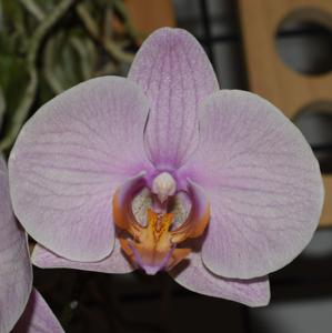 Phalaenopsis OceuhOcha Orchid