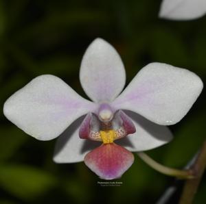 Phalaenopsis Leyke Kurnia