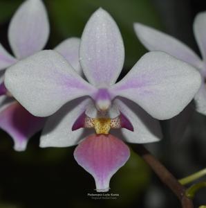 Phalaenopsis Leyke Kurnia