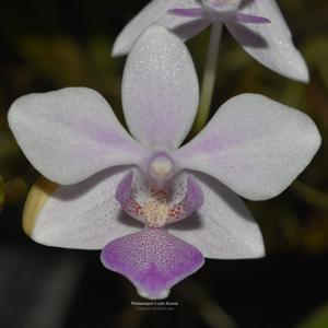 Phalaenopsis Leyke Kurnia