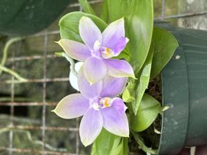 Phalaenopsis Tejas Blue Sky